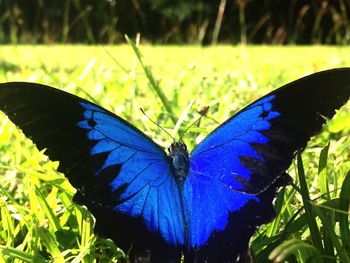 Close-up of butterfly on leaf