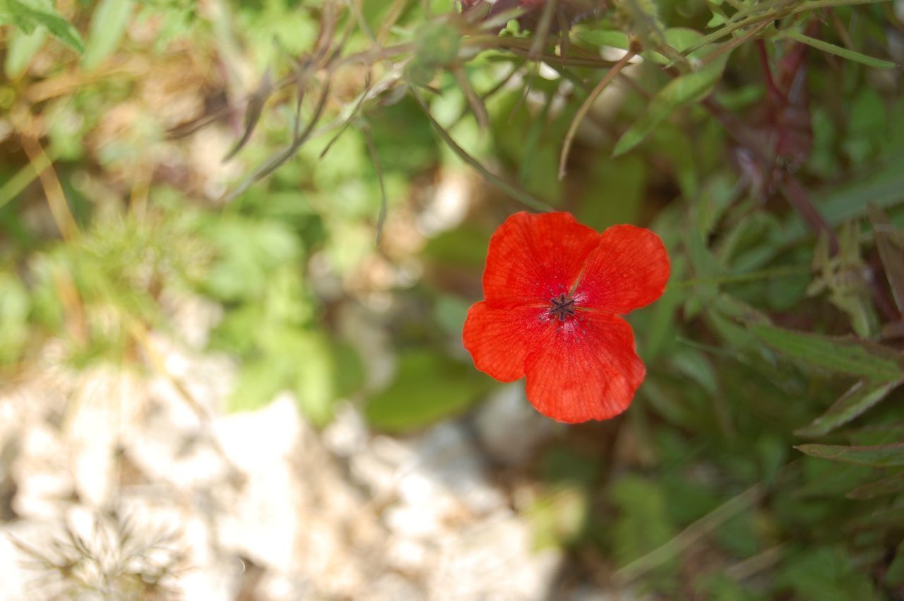 CLOSE-UP OF RED ROSE