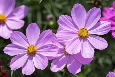 Close-up of pink flowers