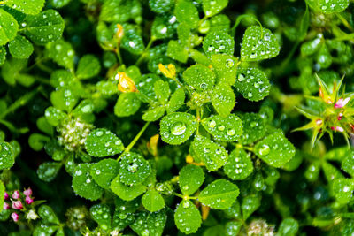 Full frame shot of wet leaves