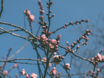 Low angle view of flower buds on tree