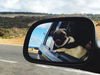 Reflection of dog on car side view mirror