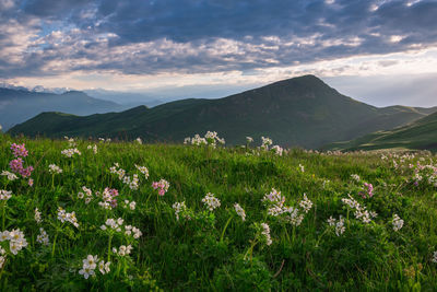 Flowering plants on field by mountains against sky