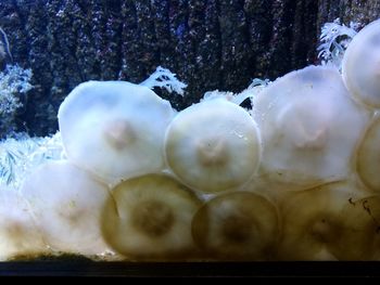 Close-up of jellyfish in water