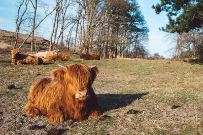 Cow in a field