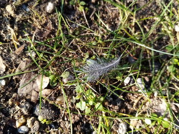 High angle view of insect on field