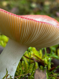 fungus