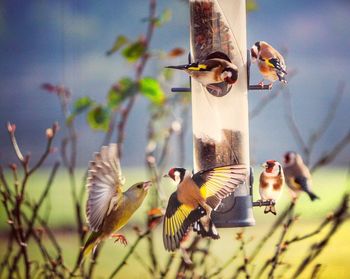 Close-up of birds flying against sky