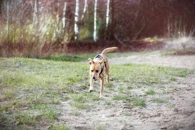 Dog standing in a field