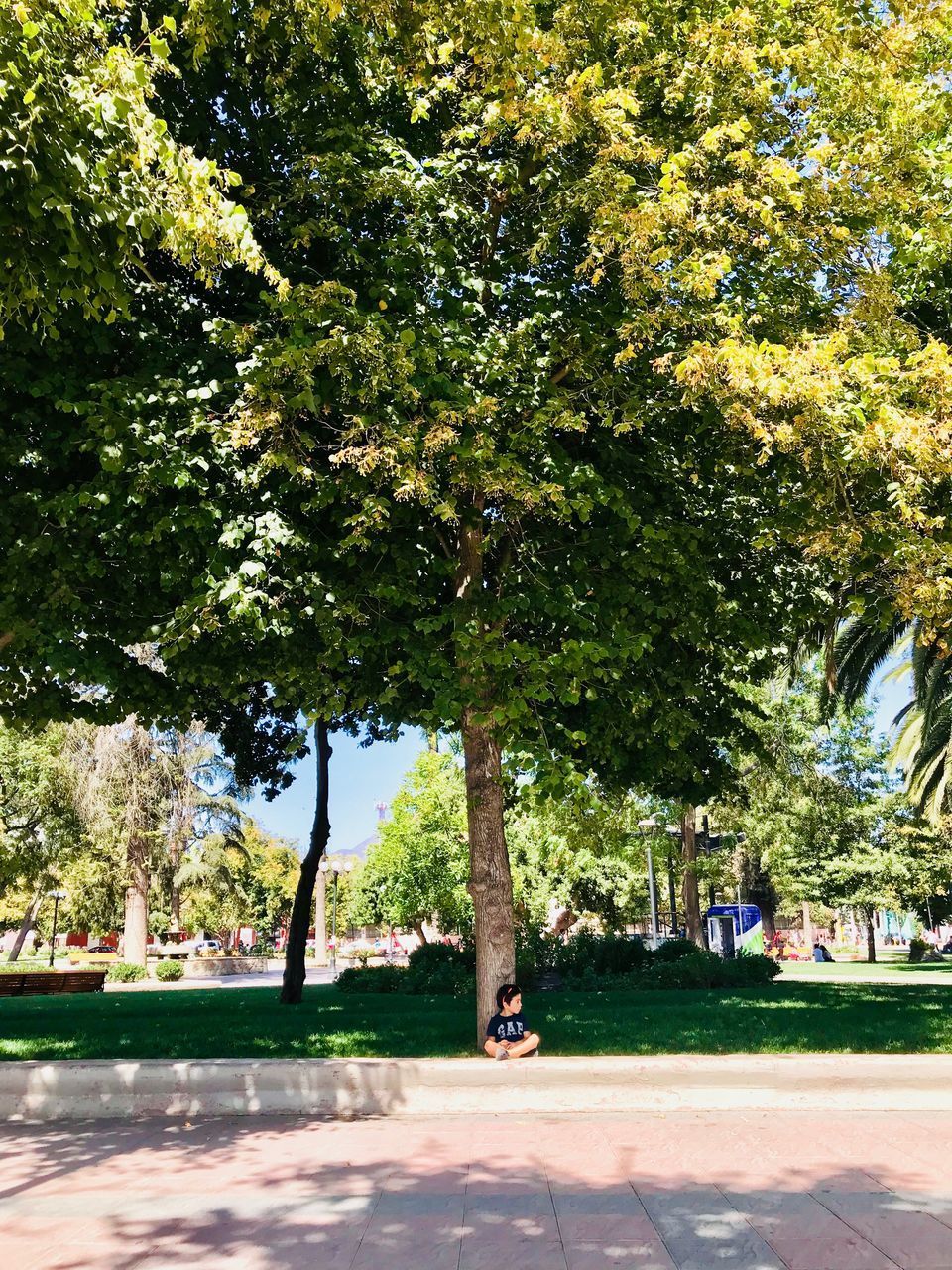 TREE IN PARK