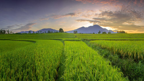 Scenic view of agricultural field against sky during sunset