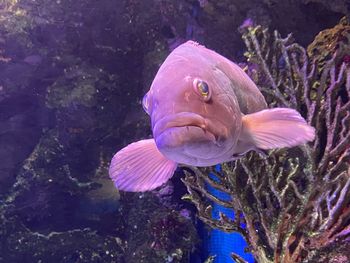 Close-up of fish swimming in sea