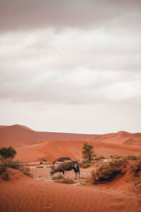 Scenic view of desert against sky