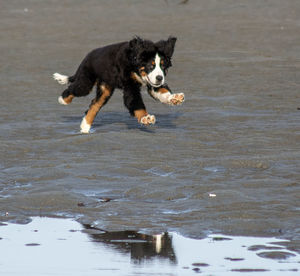 Dog running on wet land