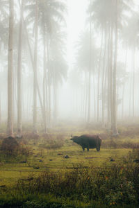 Horse standing on field