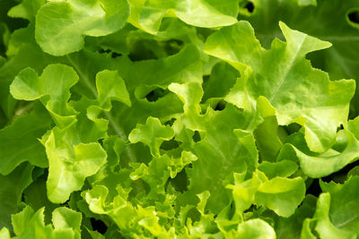Full frame shot of green leaves