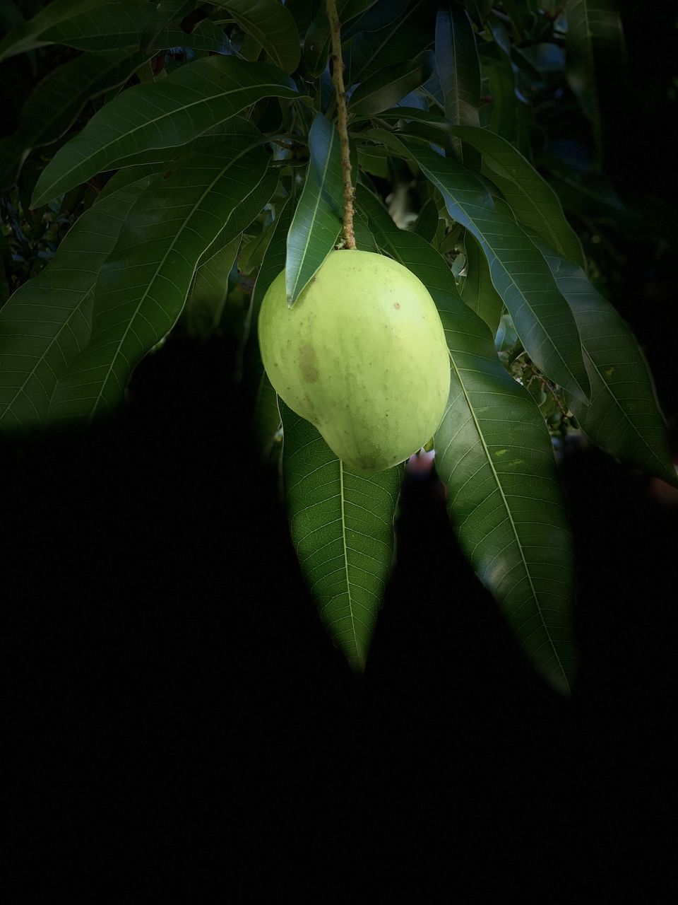 CLOSE-UP OF FRUIT GROWING ON PLANT