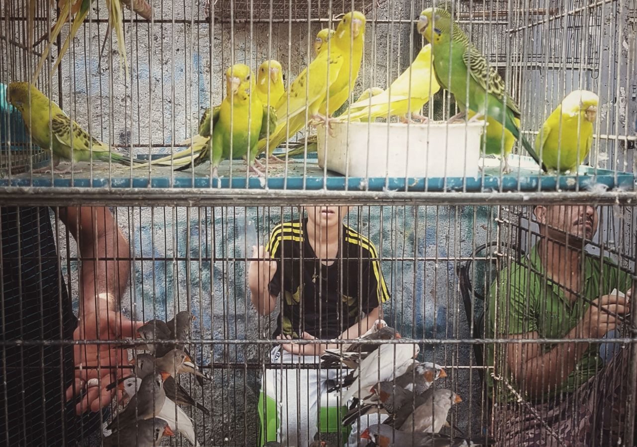 real people, animals in captivity, cage, boundary, fence, barrier, animal, animal themes, lifestyles, day, metal, front view, one person, group of animals, animal wildlife, nature, livestock, vertebrate, bird, casual clothing, outdoors