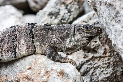 Close-up of iguana on rock