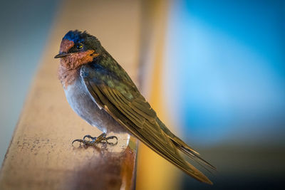 Close-up of bird perching outdoors