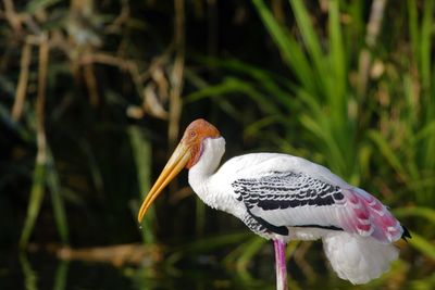 Close-up of pelican perching on plant against lake