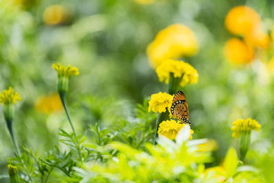 Beautiful butterfly perched on marigold flower and sucking nectar pollen from the marigold.