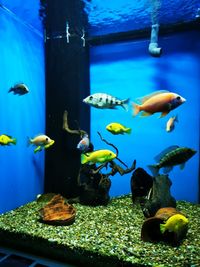 View of fishes swimming in sea