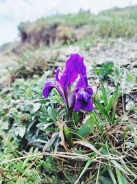 plant