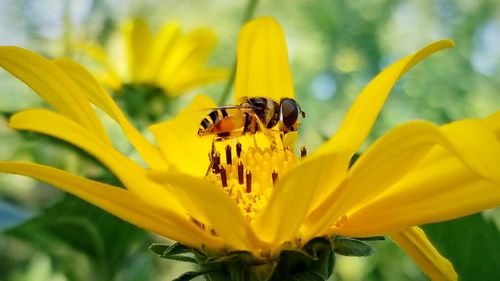 Close-up of insect on yellow flower