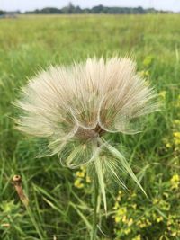 Close-up of thistle on field