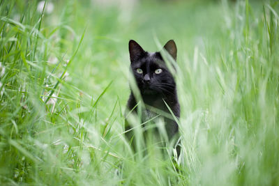 Cat lying on grass