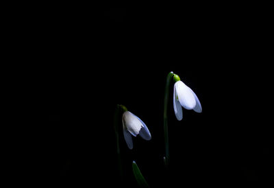 Close-up of white flowers blooming against black background