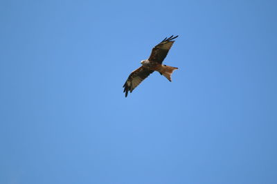 Low angle view of eagle flying in sky