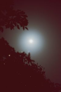 Low angle view of silhouette tree against sky at night