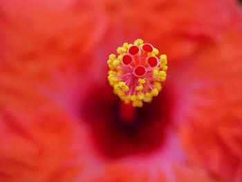 Close-up of red flower blooming outdoors