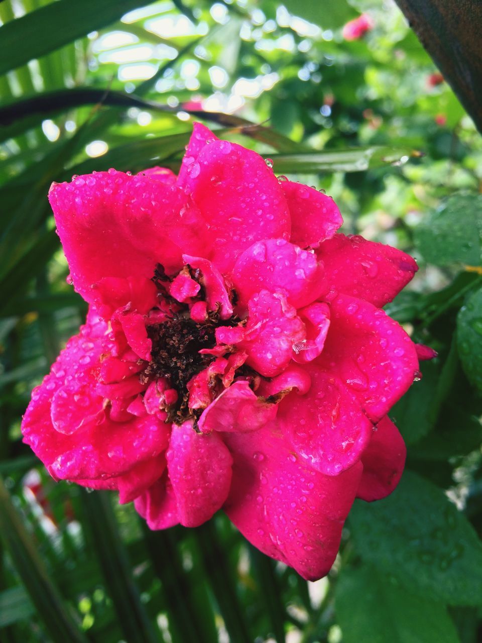 flower, freshness, petal, drop, fragility, water, flower head, growth, pink color, close-up, beauty in nature, focus on foreground, blooming, nature, plant, dew, in bloom, day, outdoors, weather, no people, season, blossom, pollen, botany, selective focus