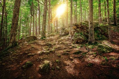 Sun shining through trees