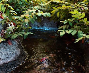 Plants growing in water