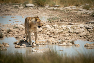 Lion stands on stepping stones looking right