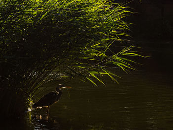 View of a bird in calm lake