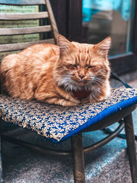 Portrait of cat resting on chair