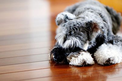 High angle view of schnauzer sleeping on floorboard at home