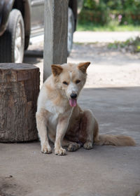 Portrait of dog sitting outdoors