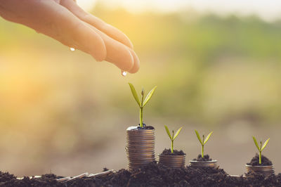 Close-up of hand pouring water over plants on coins in soil