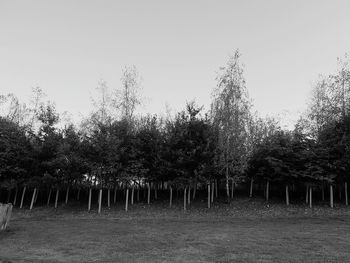 Trees on field against clear sky