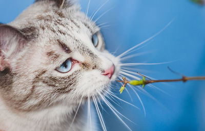 Close-up portrait of a cat