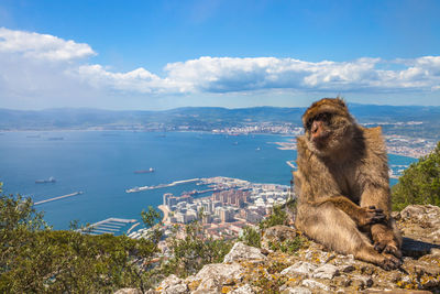 Cute monkey in gibraltar