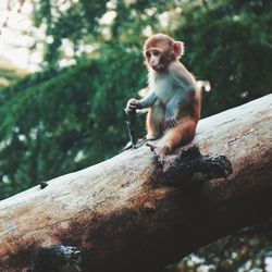 Monkey sitting on rock