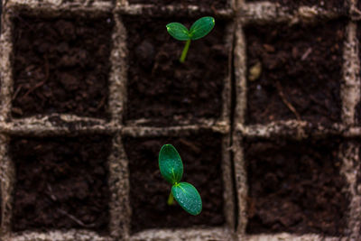 Close-up of small plant growing outdoors