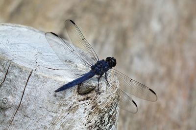 Close-up of insect